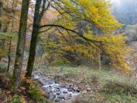 Herbstlich verfärbte Buche im Lochgraben